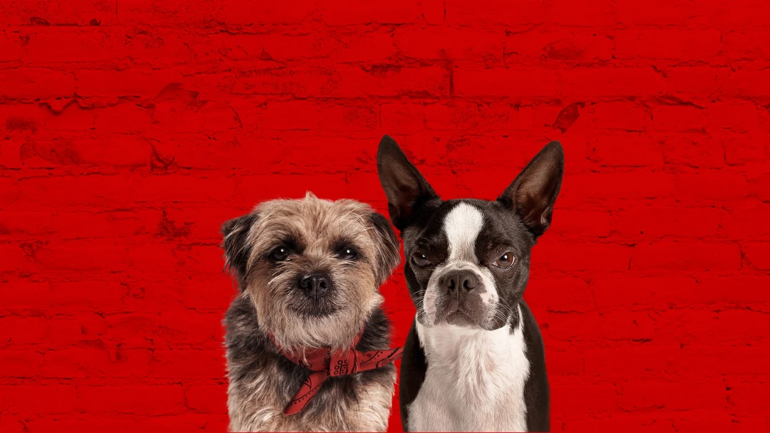 Doggy Style - Quei bravi randagi