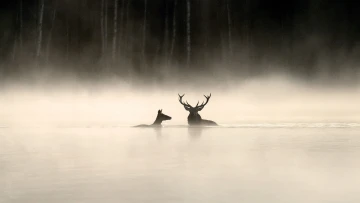 Das Flüstern der Wälder
